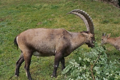 steinwild01