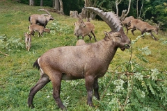 steinwild02