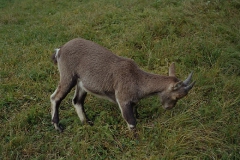 steinwild03