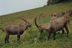 steinwild04