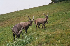 steinwild05