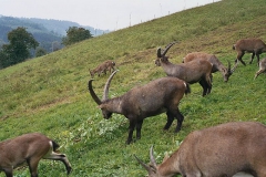 steinwild06