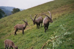steinwild07