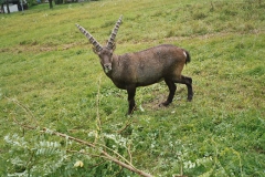 steinwild08
