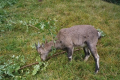 steinwild09