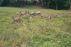 steinwild10
