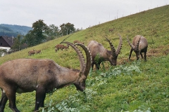 steinwild11
