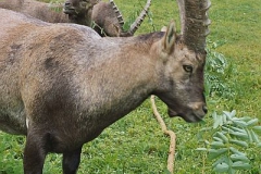 steinwild12