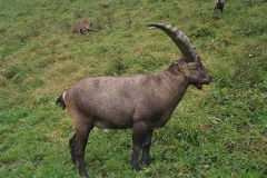 steinwild13