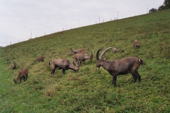 steinwild14