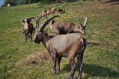 steinwild15