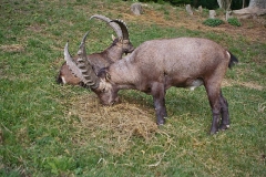 steinwild16