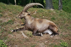 steinwild17