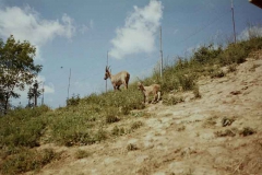 steinwild18
