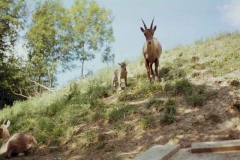 steinwild19